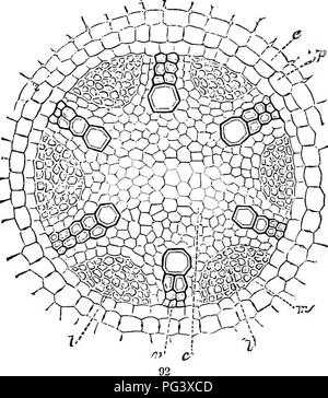 . Botanique physiologique ; I. Lignes de l'histologie d'phaenogamous les plantes. II. Physiologie végétale. Physiologie végétale ; anatomie végétale. der varie selon la catégorie de plantes, et dans la même usine, selon l'âge et de la taille de la racine. Il y a généralement deux dans Cruciferag, souvent trois en Ev- vnm Lens, quatre à cinq,Ricinus dans Vicia faba, six en Alnus et huit dans Fagus ; mais ces chiffres sont b^' aucun moyen constant. 338. La partie ligneuse de la botte peut être re- FiG. 91. ScclioTi transversale du cylindre central de la racine d'un monocotyledon (Colo- aiitiqnoruni casia) : e, entre Banque D'Images