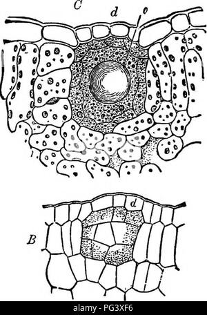 . Botanique physiologique ; I. Lignes de l'histologie d'phaenogamous les plantes. II. Physiologie végétale. Physiologie végétale ; anatomie végétale. . Veuillez noter que ces images sont extraites de la page numérisée des images qui peuvent avoir été retouchées numériquement pour plus de lisibilité - coloration et l'aspect de ces illustrations ne peut pas parfaitement ressembler à l'œuvre originale.. Goodale, George L. (George Lincoln), 1839-1923. New York [etc. ] : American Book Co. Banque D'Images