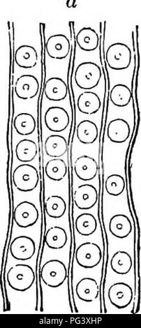 . Botanique physiologique ; I. Lignes de l'histologie d'phaenogamous les plantes. II. Physiologie végétale. Physiologie végétale ; anatomie végétale. Aréolées. 83. Veuillez noter que ces images sont extraites de la page numérisée des images qui peuvent avoir été retouchées numériquement pour plus de lisibilité - coloration et l'aspect de ces illustrations ne peut pas parfaitement ressembler à l'œuvre originale.. Goodale, George L. (George Lincoln), 1839-1923. New York [etc. ] : American Book Co. Banque D'Images