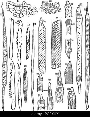 . Botanique physiologique ; I. Lignes de l'histologie d'phaenogamous les plantes. II. Physiologie végétale. Physiologie végétale ; anatomie végétale. "Bois-éléments. 79 tissu situé juste sous l'écorce des plantes dicotylédones). Leurs murs sont fins, et dans un premier temps presque ou tout à fait gratuitement à partir de puits ou d'autres marquages. Ils en tliree niveau formes récurrentes constamment ; à savoir, (I) (voir parenchyme 254) ; (2) des formes atténuées, souvent si slen.- der comme pour mériter le nom de fibres ; (3) les formulaires avec les marques propres à la plupart des points de contact, et donc plus ressemblant à des conduites ou des navires. Fig. 59. Les dessins des éléments en bois. 1 Banque D'Images