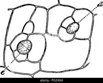 . Botanique physiologique ; I. Lignes de l'histologie d'phaenogamous les plantes. II. Physiologie végétale. Physiologie végétale ; anatomie végétale. plante. En natation avec. 63 6. Veuillez noter que ces images sont extraites de la page numérisée des images qui peuvent avoir été retouchées numériquement pour plus de lisibilité - coloration et l'aspect de ces illustrations ne peut pas parfaitement ressembler à l'œuvre originale.. Goodale, George L. (George Lincoln), 1839-1923. New York [etc. ] : American Book Co. Banque D'Images