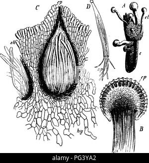 Ce travail explore l'étude comparative des champignons, des myxomycètes et des bactéries, en se concentrant sur leur morphologie, leur développement et leurs caractéristiques biologiques. Il fournit un aperçu de leurs interactions avec les espèces végétales et de leur rôle dans les écosystèmes. Banque D'Images