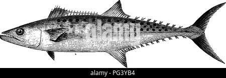 Ce livre complet couvre l'histoire naturelle des poissons de sport et les techniques de pêche à la mouche, de fabrication de mouches et de fabrication de cannes. Il comprend des conseils sur l'élevage des poissons et met en évidence les célèbres sites de pêche, ce qui en fait un guide essentiel pour les pêcheurs. Banque D'Images