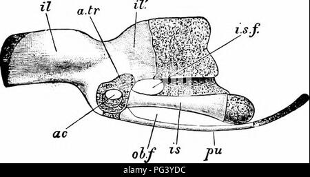 . Un manuel de zoologie. Manuel de zoologie 470 sect. se termine ; l'extrémité proximale est pré-fabriqués, axialement dans un processus semblable à l'étape en cours. L'étude de son développement montre que cet os est formé par l'union de l'extrémité distale carpals avec trois méta- carpals (Fig. 282), les deuxième et troisième qui sont les deux rod-comme des parties de l'os, la première, l'étape-comme projection. L'articulation avec le premier métacarpien est une seule phalange a souligné (ph. 1) ; le second métacarpien porte deux phalanges, la partie proximale de l'un (ph. 2') produite postaxially dans une flasque, l'un (ph. 2") ; Banque D'Images