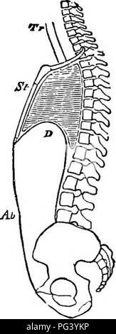 . La biologie élémentaire, animale et humaine. La biologie. A  = l'inspiration. B  = l'expiration. Fig. 42. - Schéma pour montrer l'évolution de la taille de la cavité thoracique au cours d'in- spiration et l'expiration. Ab  = paroi abdominale. D  = diaphragme. St  = sternum. Tr  = trachée.. Veuillez noter que ces images sont extraites de la page numérisée des images qui peuvent avoir été retouchées numériquement pour plus de lisibilité - coloration et l'aspect de ces illustrations ne peut pas parfaitement ressembler à l'œuvre originale.. Peabody, James Edward, b. 1869 ; Hunt, Arthur Ellsworth, coauteur. New York, The Macmillan Company Banque D'Images