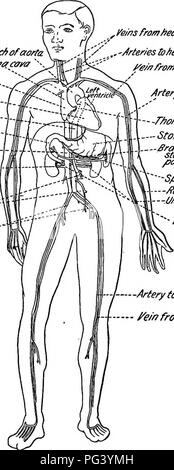 . La biologie élémentaire, animale et humaine. La biologie. ^rcAofao 118 BIOLOGIE HUMAINE/fa/fi Â§/itve/ ?tr/c/e- ; Abc/om/na/aorte- â¢/ SMA/infestmes-, Mfer/ou vena cava l^eins de l'AIAF- SrancAes^/ ?eys de- :"'' aorte/mtestines iesof Sranc/o--' aorte à (E§s. / ,.-/Leaaf/artères à /Tg/n de l'artère du bras à bras â -niorac âStomach -aorte c/Srar)c/&gt;de l'aorte,à l'estomac, sp/eer ? JDoncreats,ana//ver '-â¢Sp/eerr - -/FAIT/a et l'artère artère âUMar '"â¢ Branc/ies de l'aorte à Maneys^ â artère pour le ye/nde lea Fig. 38. ÂDiagram de la circulation vers et depuis les différents organes de l'organisme. sauf les poumons. Banque D'Images