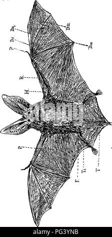 . Un texte-livre de zoologie agricole. Zoologie, économique. CHIKOPTERA OK LES CHAUVES-SOURIS. 477. 8 &gt ;- s i n o I. Veuillez noter que ces images sont extraites de la page numérisée des images qui peuvent avoir été retouchées numériquement pour plus de lisibilité - coloration et l'aspect de ces illustrations ne peut pas parfaitement ressembler à l'œuvre originale.. Theobald, Frédéric Vincent, 1868-1930. Édimbourg et Londres, W. Blackwood and Sons Banque D'Images