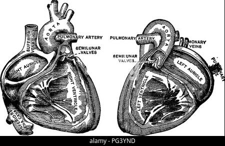 . La biologie élémentaire, animale et humaine. La biologie. CIRCULATION DES NUTRIMENTS 111 ventricule gauche avec ceux de la droite, on est frappé par la grande épaisseur de l'ancienne. Le ventricule gauche fait beaucoup plus de travail que le droit ; il force le sang à la partie supérieure de la tête, à l'extrémité des doigts et orteils, et à tous les autres organes du corps. Le ventricule droit, d'autre part, pompe le sang seulement pour les poumons (fig. 33)..  = un coeur droit. B  = cœur gauche. Fig. 33. - Cavités de coeur. 157. Action de la hoart. -• Le sang coule dans les oreillettes droite et gauche et de là dans l'correspondi Banque D'Images