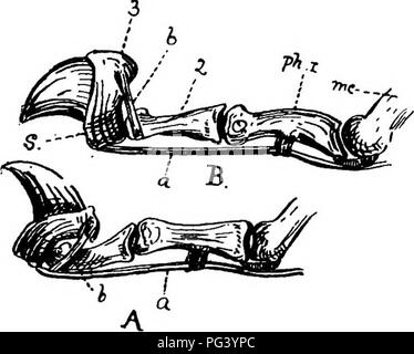 . Un texte-livre de zoologie agricole. Zoologie, économique. 466. MAMMAUA papillse nomy en saillie. L'avant-pied a cinq, le hind quatre orteils, armés de griffes rétractiles, qui sont. Lorsqu'il n'est pas utilisé ces griffes (fig. 221, a) sont tirés en arrière à l'aide de ligaments (a et V) dans les gaines (s), afin de ne pas être nécessairement inutile usés. Tous les Felidse sont extrêmement actifs, et ont une très grande souplesse de backbone. Ils sont surtout nocturne. Pio. 221.-os d'orteil de Cat-A, avec rétracté, B, avec une pince. a. Tendon du muscle extenseur ; b, ligament enrouleur ; mc, métacarpe ; pTi (1, 2 et 3), 1er au 3 Banque D'Images