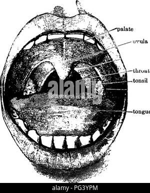 . La biologie élémentaire, animale et humaine. La biologie. La digestion et l'ABSORPTION DES NUTRIMENTS 85 'palais luette 114. Structure et fonctions de la langue. Â La langue est une masse de tissu musqle (Fig. 27). Les fibres musculaires à travers elle dans trois directions, et par leur action combinée ou séparée de la fin de cet organe peut être déplacé sur à volonté. Lorsque l'un ex- amines la muqueuse sur la surface supérieure de la langue, il est possible de voir l'altitude de différentes tailles, appelé papillce. Fi- bres nerveuses porter des messages de ces papilles au cerveau, et ainsi nous devenons conscients o Banque D'Images