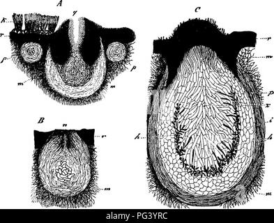 Ce travail présente une étude comparative des champignons, des mycétozoaires (moisissures) et des bactéries, explorant leurs caractéristiques biologiques et morphologiques. Il examine leur développement, leur structure et leur classification, en mettant l'accent sur le cycle de vie et les caractéristiques cellulaires de chaque groupe. L'étude contribue à une compréhension plus approfondie de la morphologie des plantes et de la biologie microbienne, en particulier en relation avec les champignons et les moisissures. Banque D'Images