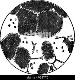 Ce manuel présente les principes fondamentaux de la biologie, en se concentrant sur la biologie animale et humaine. Il couvre les structures cellulaires, les processus comme la digestion, et l'importance de préserver les éléments nutritionnels grâce à des méthodes de cuisson appropriées, offrant des conseils pratiques sur l'enseignement de la biologie. Banque D'Images
