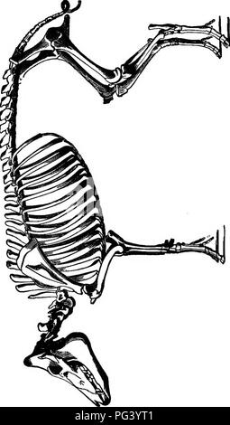 . Un texte-livre de zoologie agricole. Zoologie, économique. 448 MAMMALIA.. Â -( ^ ^ F3 s O. â ti 03^ in. I. Veuillez noter que ces images sont extraites de la page numérisée des images qui peuvent avoir été retouchées numériquement pour plus de lisibilité - coloration et l'aspect de ces illustrations ne peut pas parfaitement ressembler à l'œuvre originale.. Theobald, Frédéric Vincent, 1868-1930. Édimbourg et Londres, W. Blackwood and Sons Banque D'Images