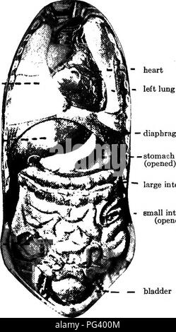 . La biologie élémentaire, animale et humaine. La biologie. La STRUCTURE GÉNÉRALE DU CORPS HUMAIN 3 parce qu'avec eux nous faire des travaux spéciaux comme l'écriture, la couture, ou plajdng le piano. 3. Les tissus de l'organisme. Â Lorsque nous pincer le bras ou la main, nous estimons le disque à l'intérieur des os qui forment le skele- poumon droit ' foie - poumon gros intestin â ouvert. Â " Gros intestin intestin email (ouvert) â â Wadder Fig. 2. - Organes de la poitrine et l'abdomen (vue avant). t. Nous pouvons soulever des os plus doux matériau charnues, qui est composé de muscles couverts par la peau. En serrant les doigts fermement Banque D'Images