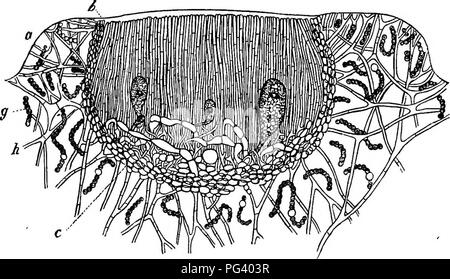 Ce travail explore la morphologie et la biologie comparées des champignons, des mycétozoaires et des bactéries, couvrant leurs processus de développement, leur classification et leurs rôles écologiques dans divers écosystèmes. Banque D'Images