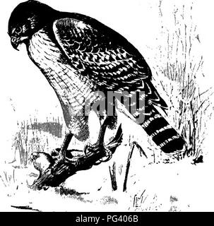 . La biologie élémentaire, animale et humaine. La biologie. 78 biologie animale petite jungle fowl de l'Inde (Fig. 63). Le dindon sauvage existe encore dans certaines régions de notre pays, mais il est rapidement exterminés par les chasseurs. Les orteils de toutes les rayures oiseaux sont armés de strong, émoussé les clous, par laquelle ils sont permis de creuser dans le sol pour les insectes et les vers. Tous ces oiseaux se nourrissent aussi, dans une certaine mesure à grain.. Fig. 64. - Red-shouldered hawk. 61. Les oiseaux de proie. - Les Hawks (Fig. 64), les aigles, et les hiboux (Fig. 65), qui constituent ce groupe ont acquis le nom d'oiseaux de proie de leur habitude d'cat Banque D'Images