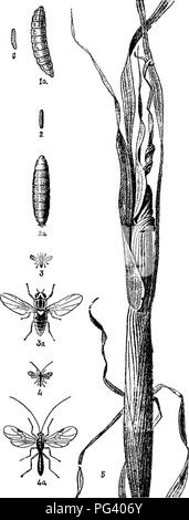 . Un texte-livre de zoologie agricole. Zoologie, économique. DIPTEEA OU MOUCHES. 221. un Q) B £&amp ; gr-. Veuillez noter que ces images sont extraites de la page numérisée des images qui peuvent avoir été retouchées numériquement pour plus de lisibilité - coloration et l'aspect de ces illustrations ne peut pas parfaitement ressembler à l'œuvre originale.. Theobald, Frédéric Vincent, 1868-1930. Édimbourg et Londres, W. Blackwood and Sons Banque D'Images
