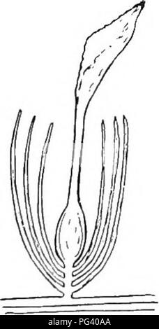 . La botanique pour les étudiants en agriculture . La botanique. Fig. 449. -Les fleurs du com- mon chat-queue. Sur la gauche, un staminatc fleur ; à droite, une fleur pistillée.. Veuillez noter que ces images sont extraites de la page numérisée des images qui peuvent avoir été retouchées numériquement pour plus de lisibilité - coloration et l'aspect de ces illustrations ne peut pas parfaitement ressembler à l'œuvre originale.. Martin, John N. (John Nathan), b. 1875. New York : John Wiley & Sons, Inc. ; Banque D'Images