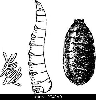 . La biologie élémentaire, animale et humaine. La biologie. 58 BIOLOOr l'animal à l'écran sa maison et ainsi éviter que les mouches à l'écart des aliments, pour on ne sait jamais où ces insectes ont été rampant ou ce que les germes de la maladie peut être cUnging à leurs pieds. Les autorités de la ville. Veuillez noter que ces images sont extraites de la page numérisée des images qui peuvent avoir été retouchées numériquement pour plus de lisibilité - coloration et l'aspect de ces illustrations ne peut pas parfaitement ressembler à l'œuvre originale.. Peabody, James Edward, b. 1869 ; Hunt, Arthur Ellsworth, coauteur. New York, The Macmillan Company Banque D'Images