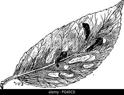 . Un texte-livre de zoologie agricole. Zoologie, économique. 168 HYMENOPTEEA SAWFLIBS (). seul œuf seulement est placé sur la sous-face de chaque feuille, sa position étant facilement dit par la petite tache marron sur la feuille qui apparaît au-dessus. Les trappes d'ovule dans deux semaines, et les larves s'échappe vers le haut de la feuille. Au début, c'est blanc et à l'abri de la boue ; mais bientôt un exsudat visqueux sort de sa peau et lui donne son aspect typique de slug. La forme est particulière, étant beaucoup enflé jusqu'à la tête de gamme : vingt jambes sont présents dans tous les. Au cours des quatre semaines, la limace-worm est arrivé à maturité, lorsque je Banque D'Images