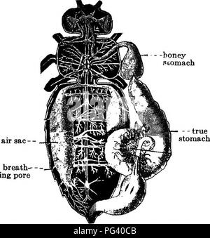 . La biologie élémentaire, animale et humaine. La biologie. Les INSECTES 39 prêt colleté avec le miel, et l'on estime que de 7 à 15 livres de miel sont nécessaire pour produire une livre de cire. Comme le peu de plaques de cire sont formés, ils sont saisis par une abeille et menées avec ses mandibules ou sous son menton " " pour le peigne dans le cas où le bâtiment est en cours. Ici la cire est appuyée contre un des murs. 30. Faire du miel. - Tout en étudiant les fleurs nous avons appris qu'ils sécrètent un liquide sucré connu sous le nom de nectar. C'est ce que les travailleurs utilisent pour fabriquer du miel. L'abeille insère dans Banque D'Images