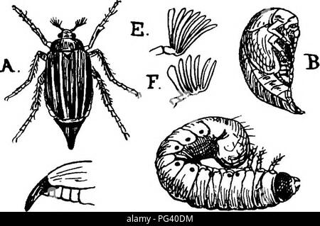 Ce manuel de zoologie agricole de Frederick Vincent Theobald couvre des insectes économiques importants, y compris des ravageurs comme le coléoptère rose et le cafer. Il décrit les stades de vie de ces insectes et leur impact sur l'agriculture, en mettant l'accent sur leurs méthodes de développement et de lutte en agriculture. Banque D'Images