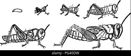. La biologie élémentaire, animale et humaine. La biologie. Les INSECTES 29. Fig. 20. - Étapes de la vie Histoire d'une sauterelle. oyipositor (Fig. 19). De 20 à 40 petits en forme de banane, puis les œufs sont pondus dans le fond du trou. Au printemps chaque oeuf éclot dans un minuscule sauterelle, qui re- sembles beaucoup l'adulte, sauf qu'il n'a pas d'ailes et sa tête est relativement important en comparaison avec le reste de l'animal. L'insecte commence à la fois pour se nourrir et croître, mais comme l'ensemble extérieur est dur et résistant, la croissance peut avoir lieu seulement après cette couverture extérieure a été divisée et l'insecte a rampé Banque D'Images