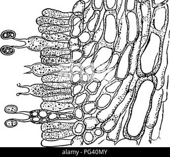 Ce manuel présente la vie végétale et ses utilisations, en se concentrant sur l'agriculture, la science domestique et la botanique de base, avec une attention particulière aux plantes non vasculaires comme les champignons et leur culture. Banque D'Images