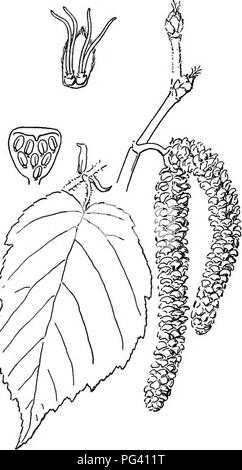 Ce manuel introduit la biologie végétale, en se concentrant sur les différences entre les plantes dioïques et monoïques. Il utilise des exemples comme le boisé, le peuplier et le saule pour illustrer comment ces arbres se reproduisent et produisent des fruits. Banque D'Images