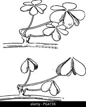 Ce manuel présente la vie végétale et leurs utilisations, en se concentrant sur la plante sensible, qui répond aux vibrations extérieures. Le livre décrit les traits comportementaux de la plante, sa relation avec les légumineuses comme les pois et les haricots, et son rôle dans l'agriculture et l'éducation botanique. Banque D'Images