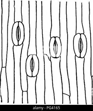 . La vie des plantes et usages des plantes ; un manuel élémentaire, une fondation canadienne pour l'étude de l'agriculture, de l'économie domestique ou d'un collège de la botanique. La botanique. 235 Structure. Fig. 83.-épiderme d'une feuille de Lily, montrant les stomates. B. Les stomates. - De loin la caractéristique la plus intéressante de l'épiderme est la les stomates. Ces vouloir dire quelque chose. Dans la figure 83 vous voir parmi les cellules de l'épiderme de nombreuses cellules en forme de saucisse qui se produisent par paires. Ce sont les cellules de garde des stomates. Le stomate est elle-même une ouverture en forme de fente à la surface de la feuille et il se trouve entre la garde côtière-cellules. Il s'ouvre une ligne Banque D'Images