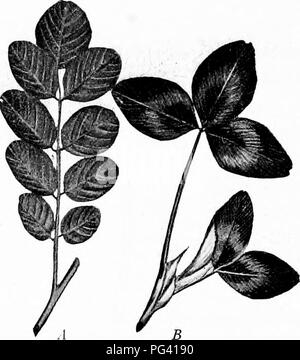 Ce manuel introduit la biologie végétale, en se concentrant sur les structures foliaires telles que les feuilles simples et composées. Il couvre les concepts botaniques de base, fournissant une base pour l'étude de l'agriculture, de la science domestique et de la botanique. Banque D'Images