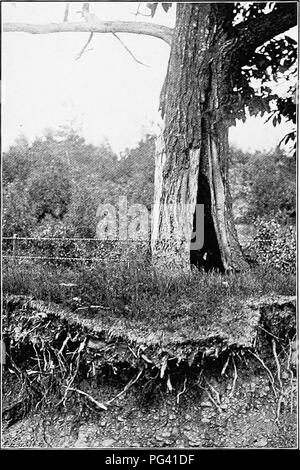 . L'étude de la nature et de la vie. L'étude de la nature. 38o L'ÉTUDE DE LA NATURE ET DE LA VIE, bois, feuilles et toutes sortes de questions de légumes brûler facilement ; et nous savons que le charbon est la matière végétale qui a été enterré dans la terre. Nous devons nous assurer que les échantillons sont secs avant de les peser ; ensuite, nous allons voir combien d'entre eux nous pouvons brûler. Pour ce faire, nous allons placer l'échantillon sur une feuille d'étain ou de tôle de fer et le chauffer au rouge sur une cuisinière à gaz ou sur un lit de charbons dans la fournaise, et, après nous sommes sûrs que pas plus peuvent être brûlés, nous allons peser de nouveau. Nous avons vu que le moule de feuilles de couleurs vives et une gauche brûlé Banque D'Images