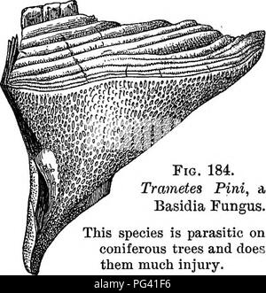 . Essentials de botanique. La botanique, la botanique. Les champignons 259 335. La discussion. - La rouille du blé est intéressant pour le botaniste singulier en raison de sa variété de méthodes de formation des spores asexuées. Il est également d'une grande importance pratique- cal, comme c'est un ennemi très dangereux de les céréaliculteurs. Rouille relativement espèces de blé sont très en demande. Les buissons d'épine-vinette ne devraient jamais être autorisés à se développer dans les régions de collecte de blé, et dans de nombreuses régions d'Angleterre, ils ont été presque ou tout à fait exter- minated par les agriculteurs. Lorsqu'il n'barberries sont trouvés la rouille est transportée d'un à la prochaine récolte de blé par ur Banque D'Images