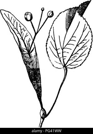 . Éléments de botanique. La botanique, la botanique. Éléments de botanique 188 OP. La graine est entourée. Par conséquent, une division générale de fruits en fruits secs et des fruits charnus. 227. Winged ou tuftés fruits et de graines. - Les fruits de l'ash, fort-ancien, l'orme, l'érable, Mg. 172, et beaucoup d'autres arbres sont fournis avec une aile membraneuse. Certaines graines, comme celles de l'catalpa et la trompette sont de même réducteur. appendiculées Les fruits de l'pissenlit, le chardon, le fleabane, fig. 174, et beaucoup d'autres usines du groupe auquel elles appartiennent, et les graines de la saule, l'asclépiade, le willow-herb, Tig. 175, Banque D'Images