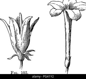 . Essentials de botanique. La botanique, la botanique. 152 ESSENTIALS DE BOTANIQUE sympetalous corolle et ce sont d'une grande utilité dans des descriptions précises des plantes à graines. Quelques-unes sont illustrées. Fig. 103. {Bell-Flower Bell-Shaped Corolle C'ani- panula). Fig. 104. Plateau en forme de corolle;Jasmine. (Agrandie.) Fig. 105. Wheel-Shaped corolle de pommes de terre. Dans ce chapitre (fig. 103-107). 181. Formes de l'étamine ; Union des étamines.-Sta- mens sont d'un grand nombre de leurs fonctions dans des formes spécialisées d'adapter fleurs de diverses formes, mais beaucoup sont de la forme montrée dans Fig. 108. Tels une étamine se compose d'un expa Banque D'Images