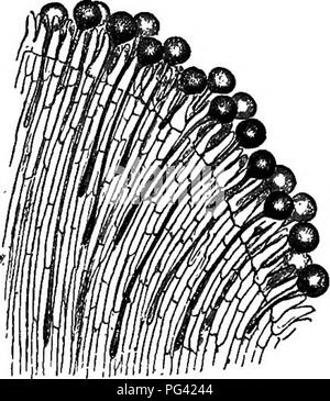 . Éléments de botanique. La botanique, la botanique. Fig. 140 -Stigmate de Thorn Apple (Datura) avec du pollen (amplifiés). Fig. 141. - Partie de la stigmatisation de Thorn Apple. Section verticale (magni- fied), montrant les tubes polliniques faire leur chemin vers l'ovaire. 191. La structure microscopique de la stigmatisation et de Style.- En vertu d'un pouvoir modéré du microscope le stigmate est vu à consistent en des cellules organisées plutôt vague sur la surface, et sécrétant un liquide humide dans laquelle les grains de pollen (respecter l'age. 140). Sous ces cellules superficielles et fonctionnant en bas 1 Le pois de pollen et celui d'Tropseolum sont plus faciles à mana Banque D'Images