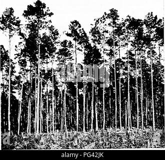 . La botanique pour les étudiants en agriculture . La botanique. Caractère ET TAUX DE CROISSANCE DE 219 tiges des plantes comme le maïs, les haricots, et les citrouilles poussent slowlj-, Blanc Mus- tard et d'autres plantes à faible croissance optimale rapidement. En général, les plantes de l'Arctique ont une plus faible que optimale des plantes tropicales, plantes et par conséquent transféré d'une région à l'autre. Fig. 199. - Augmenté beaucoup de monde et par conséquent la production de troncs minces. D Bvllelin^ 2 (Caroline du Nord) de l'Enquête géologique et économique. n'ai pas l'habitude de prospérer jusqu'à ce qu'ils deviennent acclimatés, c'est, jusqu'à l'usine de protoplasme devient ajusté à la t Banque D'Images