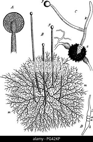 . La morphologie comparative et de la biologie des champignons, bactéries et mycetozoa . La morphologie des plantes ; Champignons ; myxomycètes ; bactériologie. J 4^ âCOURSE DIVISION II." DU DÉVELOPPEMENT DE CHAMPIGNONS. zygospores, ces organes n'ont jamais encore été observé ; et du fait qu'une partie de l'espèce ont été fréquemment et soigneusement examinés, il peut peut-être être conjecturé qu'ils ne permettent pas actuellement de produire, mais seulement gonidia zygospores. Les membres du groupe d'Mucorini, à l'exception de l'espèce d'Zygochytrium douteux, qui sera examiné dans une prochaine page, sont des plantes de la terre sèche, et se développer pour la plupart d'entre eux morts ou Banque D'Images