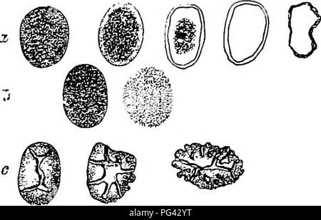 . Les maladies des plantes induite par les parasites cryptogamiques : introduction à l'étude des champignons pathogènes, slime-Champignons, bactéries, algues &amp ; . Les maladies des plantes ; plantes parasites, champignons. Effet des champignons parasites sur des matières. 35. la cellulose et une partie granulose Hartig, décrit le processus ce qui {Fig. 11). Le mycélium d'espèces comme Polyporus igniarius soft" donne certains ferment que dissout les grains d'amidon, par cor- schmidthof entre eux de l'extérieur vers l'intérieur, de manière à former des trous et des canaux similaires à ceux de l'amidon de céréales dans les processus de dissolution dans les cellules d'une pomme de terre de germination. Dans d'autres, e. Banque D'Images