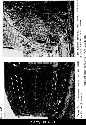 . Vignes et comment les cultiver : un manuel de plantes grimpantes à fleurs, feuillages et fruits effets, à la fois utiles et décoratifs, y compris celles des arbustes et des formes semblables qui peuvent être utilisés comme la vigne . Plantes grimpantes. . Veuillez noter que ces images sont extraites de la page numérisée des images qui peuvent avoir été retouchées numériquement pour plus de lisibilité - coloration et l'aspect de ces illustrations ne peut pas parfaitement ressembler à l'œuvre originale.. McCollom, William C. Garden City, N. Y. : Doubleday, Page &AMP, le nom de l'entreprise Banque D'Images