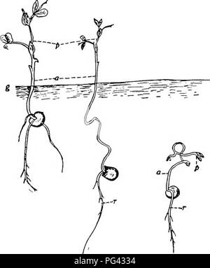 . La botanique pour les étudiants en agriculture . La botanique. pas la germination des graines de semis : type d'herbe, à la fois la tige de l'épicotyle et le système de racines primaires sont habituellement permanents. Dans de nombreux plants de ce type, les cotylédons sont probablement tellement déformée dans le cadre de l'entreposage des aliments, qu'ils ne pourraient pas fonctionner comme des feuilles, si porté à la lumière. De plus, il est affirmé que ces semis peuvent trouver plus difficile par l'intermédiaire de sol pour ne pas avoir à élever leurs cotylédons. {Fig. 104.). Fig. 104. - Le semis de pois, montrant comment la plantule se développe et l'effet de différentes profondeurs de la plantation, p, de prune Banque D'Images