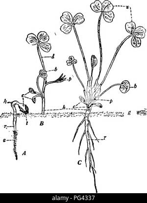 . La botanique pour les étudiants en agriculture . La botanique. Les plantules DES TYPE DE POIS 109 la tige. Dans certaines usines, comme dans la luzerne et trèfle rouge, la radicule constitue un tap-racine qui permet à la plante de pénétrer profondément dans le sol dans son stade adulte. Dans la gloire du matin, où la tige appelée la vigne peut être de plusieurs mètres de longueur, il y a l'extrême l'élongation de la plumule. D'autre part, comme dans certains trèfles et de la luzerne, la plumule et l'hypocotyle forment une épaisse tige courte, appelé la couronne, ce qui est à peine. Fig. 103. - Développement d'un semis de trèfle rouge. Les cotylédons, un être sorti de la gr Banque D'Images