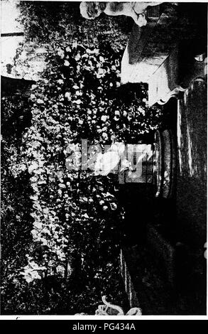 Ce manuel fournit des conseils sur la culture de plantes grimpantes, y compris celles utilisées pour les fleurs ornementales, le feuillage et les fruits. Il couvre différentes espèces de vignes et leur soin, en se concentrant sur les utilisations esthétiques et fonctionnelles dans les jardins et les paysages. Banque D'Images