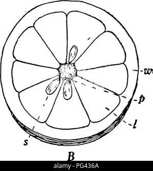 . La botanique pour les étudiants en agriculture . La botanique. FiG. 75. -A, section transversale d'une tomate. B, section transversale d'une Orange. w, paroi ovarienne ; p, placentas ; s, semences ; un, les cloisons de séparation ; JE, loges. tures étroitement liée à l'ovaire. Depuis fruits comportent un certain nombre de structures dans leur formation, il sera possible pour certains types d'étude et ensuite formuler une définition. La tomate ou Berry Type. - Le fruit de la tomate est composé de l'ovaire qui s'est élargie et s'fieshy et juteuse. Plus la partie comestible est constituée de l'élargissements charnue qui se développent à partir de l'angle intérieur des locules et presque remplir Banque D'Images