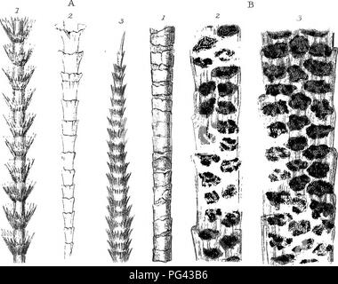 . Un traité pratique sur l'utilisation du microscope, y compris les différentes méthodes de préparation et d'examen animales, végétales, minérales et des structures. Microscopie Microscopes ;. . Veuillez noter que ces images sont extraites de la page numérisée des images qui peuvent avoir été retouchées numériquement pour plus de lisibilité - coloration et l'aspect de ces illustrations ne peut pas parfaitement ressembler à l'œuvre originale.. Quekett, John, 1815-1861. Londres, H. Bailliere ; [etc. , Etc. ] Banque D'Images