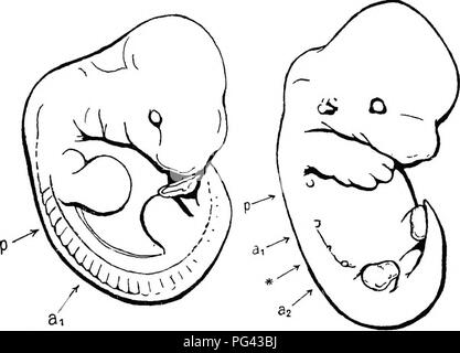 . L'appareil de l'mammaires mammalia : à la lumière de l'ontogenèse et phylogenèse . Mammifères ; glandes mammaires. Fig. 37a.âEmbkyo n° 1. P *â un^ &gt;â. Veuillez noter que ces images sont extraites de la page numérisée des images qui peuvent avoir été retouchées numériquement pour plus de lisibilité - coloration et l'aspect de ces illustrations ne peut pas parfaitement ressembler à l'œuvre originale.. Bresslau, E. (Ernst), 1877- ; Hill, James Peter, 1873-1954. London : Methuen &AMP ; Co. Banque D'Images