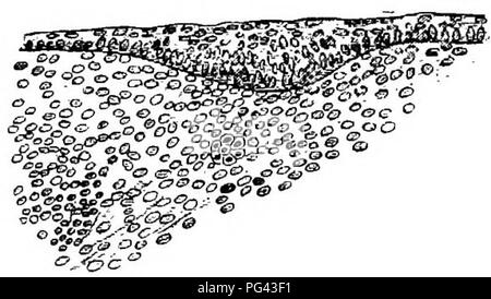 . L'appareil de l'mammaires mammalia : à la lumière de l'ontogenèse et phylogenèse . Mammifères ; glandes mammaires. 18 APPAREILS MAMMAIRES DE L'bloodvessels MAMMALIA (Fig. 6c). L'interne pour la peau les débuts de la les muscles du tronc sont nettement visibles. De plus, les primordiums des muscles de la peau étaient visibles comme des épaississements de la peau, qui s'est étendue à la face ventrale de chaque côté en ce qui concerne les épaississements épidermiques. Ces formations représentent sans doute la première de l'appareil mammaire primordia, la. Fig. 6c.-l'Échidné : Semon embryon. Section transversale à travers le Primary-Primordia, spectacle- dans Banque D'Images