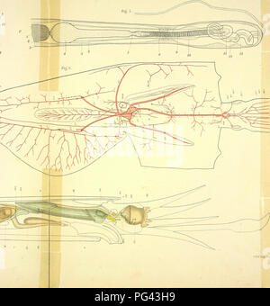 L'anatomie du calmar commun, Loligo pealii, est explorée, fournissant des illustrations détaillées de sa structure. Cette espèce est étudiée en relation avec sa classification des mollusques et ses traits biologiques. Banque D'Images