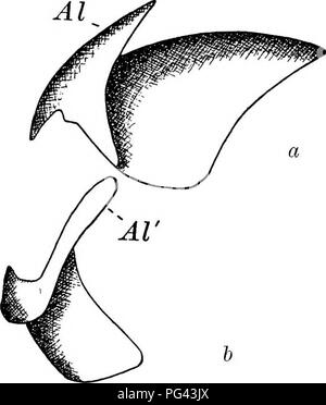 . L'anatomie de l'calmar Loligo, pealii, Lesueur. Calmars ; mollusques. 31 pointe de la mâchoire. Ce bord est rédigé en une forte dent médiane qui est flanqué d'une paire de petites encoches. Les muscles du pharynx sont joindre- ed à la surfaces adjacentes des lamelles de chaque mâchoire et remplir l'étroit espace entre eux. Les mâchoires se développer en permanence par des ajouts à leur marge et de l'Europe et de leurs surfaces non exposées. Ils sont marqués par deux séries de stries fines, les lignes de croissance, un ensemble concentrique avec le point de la mâchoire et un ensemble rayonnant à partir de celui-ci. Les mâchoires sont brown- ish-noir sur le cut Banque D'Images